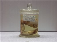 藏品(豹紋勾吻鯙)的圖片